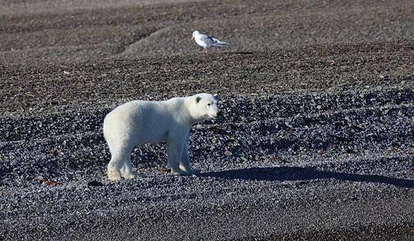 devon-island